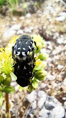 Heterocnemis graeca