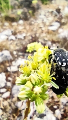 Heterocnemis graeca