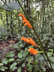 Stromanthe stromanthoides