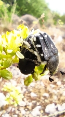 Heterocnemis graeca