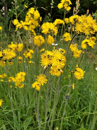 Hieracium caespitosum