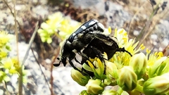 Heterocnemis graeca