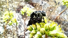 Heterocnemis graeca