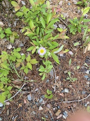 Erigeron philadelphicus philadelphicus