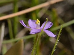 Byblis liniflora