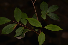 Pilidiostigma glabrum