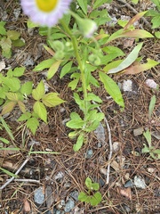 Erigeron philadelphicus philadelphicus