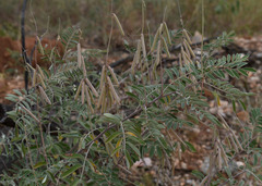 Indigofera pratensis