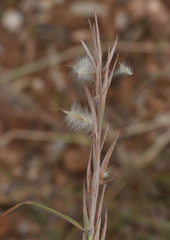 Cymbopogon bombycinus