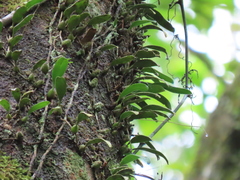 Bulbophyllum melanoglossum