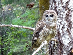 Strix occidentalis caurina