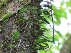 Bulbophyllum melanoglossum
