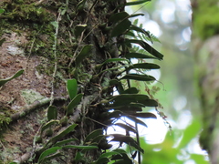 Bulbophyllum melanoglossum