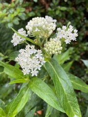 Asclepias quadrifolia