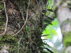 Bulbophyllum melanoglossum