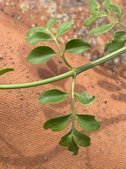 Jasminum officinale