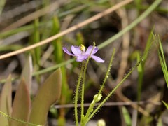 Byblis liniflora