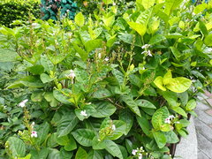 Pseuderanthemum maculatum