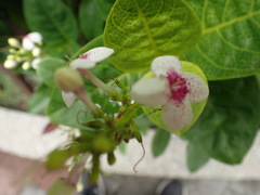Pseuderanthemum maculatum