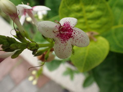 Pseuderanthemum maculatum