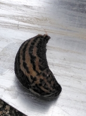 Limax maximus