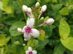 Pseuderanthemum maculatum