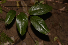 Celastrus subspicatus