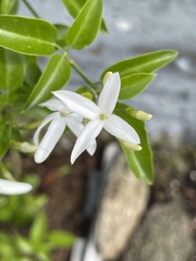 Jasminum tortuosum