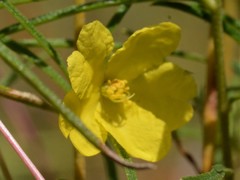 Hibbertia lepidota