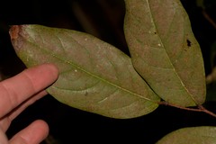 Celastrus subspicatus