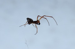 Argyrodes bonadea