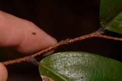 Celastrus subspicatus