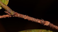 Celastrus subspicatus