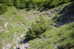 Juniperus deltoides