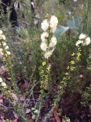 Acacia mooreana