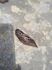Limax maximus