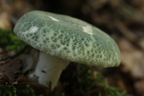 Green Russula