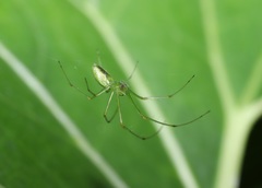 Tetragnatha squamata