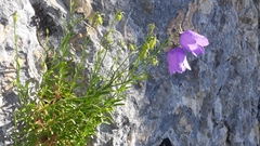 Campanula tanfanii