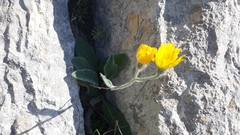 Hieracium tomentosum