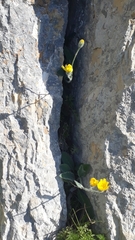 Hieracium tomentosum