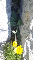 Hieracium tomentosum