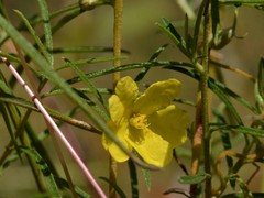 Hibbertia lepidota
