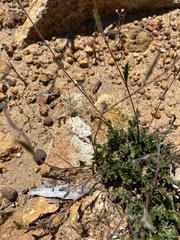 Xanthosia