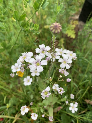 Gypsophila elegans