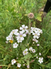 Gypsophila elegans