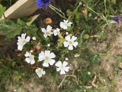 Gypsophila elegans