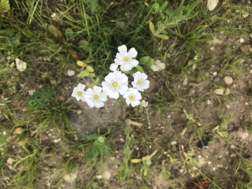 Gypsophila elegans