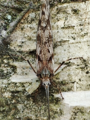 Phryganea grandis