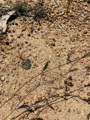 Xanthosia
